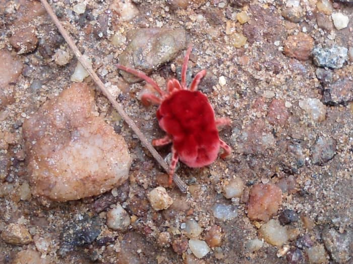 Red Velvet Mite (Trombidium) spotted at Kambalakonda Wildlife Sanctuary, Visakhapatnam