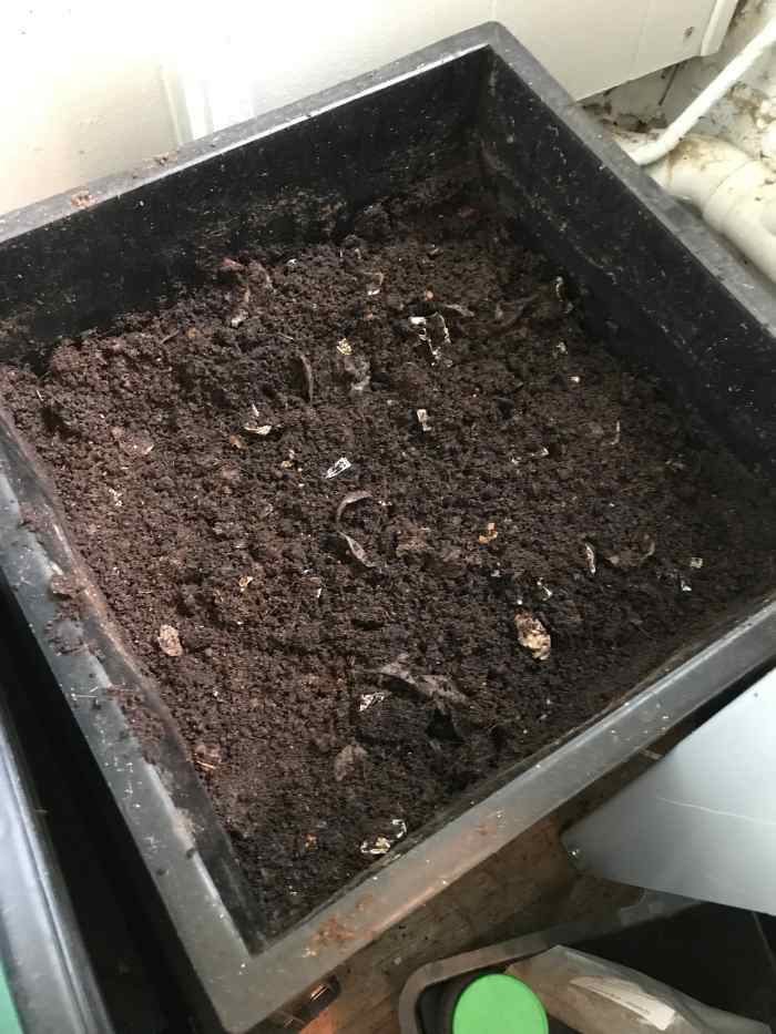Worm castings in my Worm Factory 360 worm bin. 
