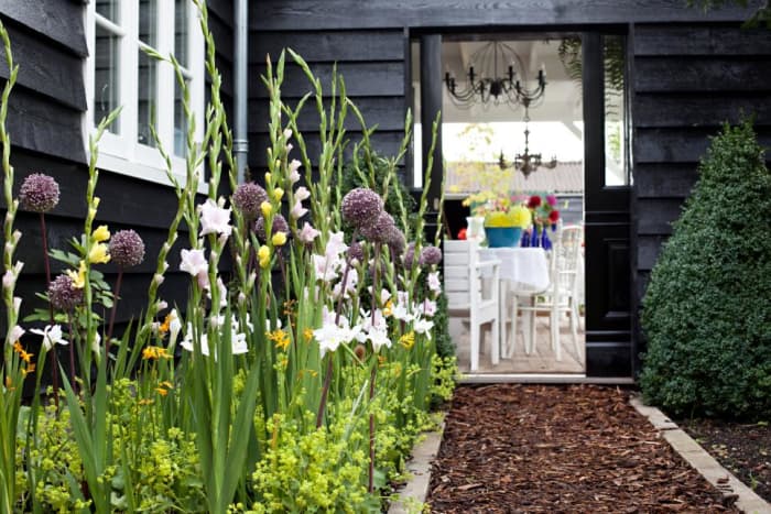 mix with yellow and white gladioli to form a welcoming path. Consider Mixing alliums with both similarly tall and then shorter plants and flowers for contrast.