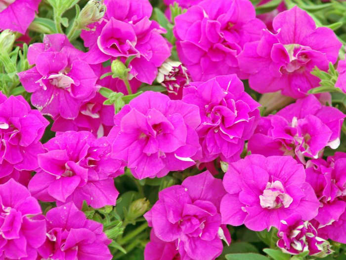 The summer double rose about this fuchsia-pink double petunia. It's a trailer with good resistance to wind, rain and humidity.