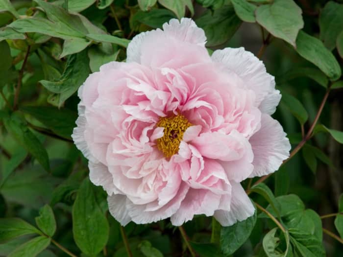 This spectacular heirloom peony (Paeonia suffruticosa) graces the grounds of the Biltmore Estate's Walled Garden.