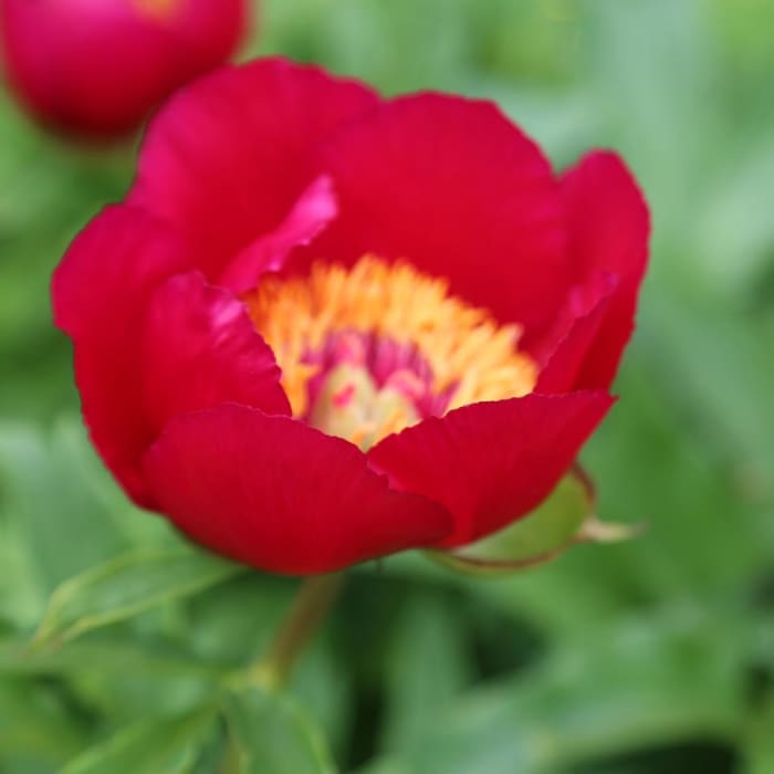The peony is a pretty flower whose maintenance also contributes to flowering. From planting to pruning, with large garnet flowers.