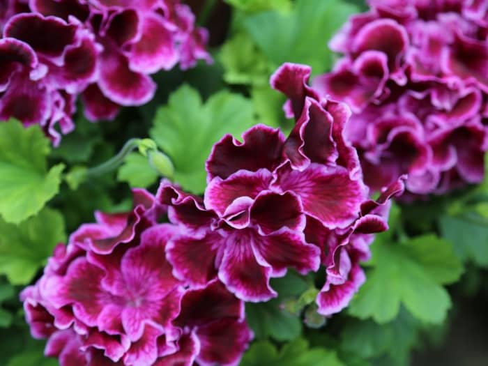 Even though the most popular geraniums are annuals, you can save them over winter with minimal effort. Just bring them inside before fall frost and replant outside in spring. These are some of the most popular types of geraniums.
