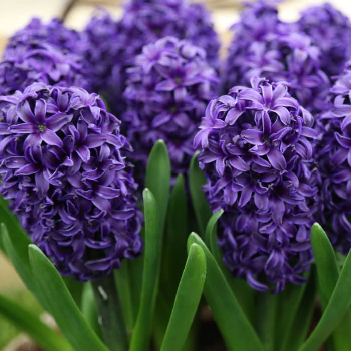 Hyacinths are perennials, so you can plant them once and they'll come back every spring. Hyacinths are easier to grow than other spring bulbs.
