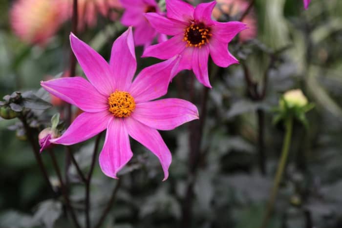Keep your garden, pots and containers looking fabulous right into the autumn with dahlias. These amazing garden plants repeat flower, look amazing, are easy to grow and will produce masses of cut flowers for the house too.
