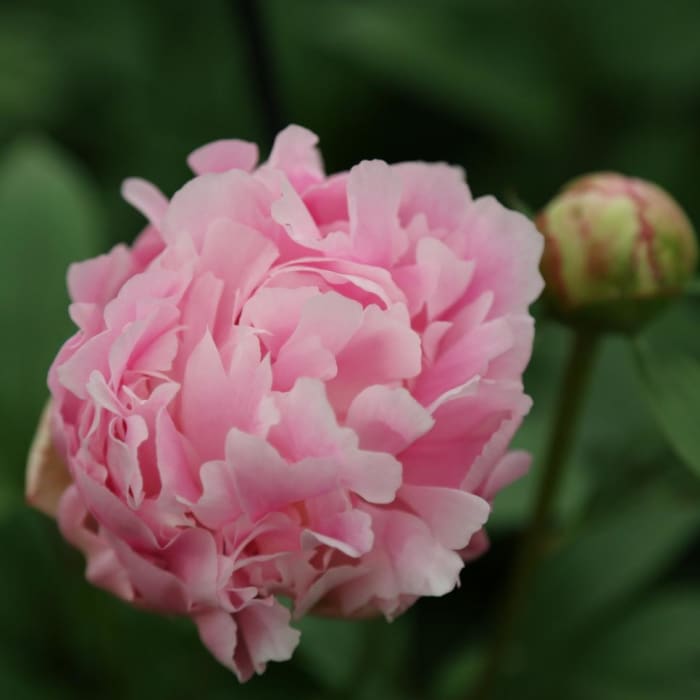 The Catherina Fontijin peony is a soft pink variety with rosette shaped flowers that fade to white pink with age.