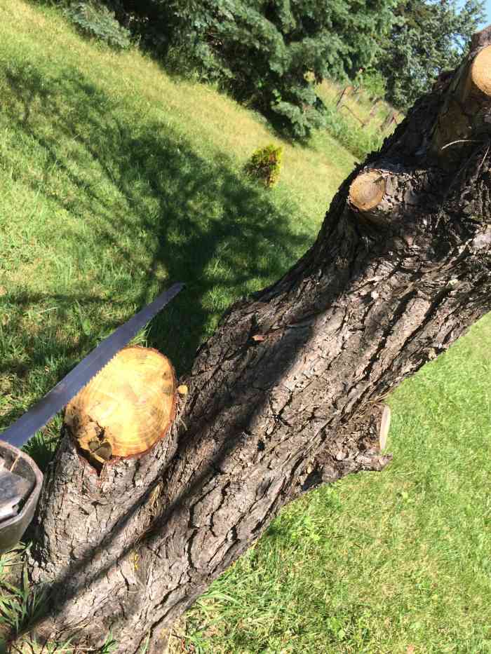 Cutting Down Trees Thoughtfully HubPages