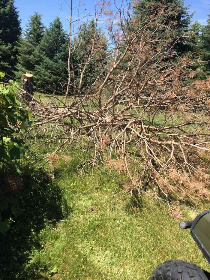 Cutting Down Trees Thoughtfully HubPages