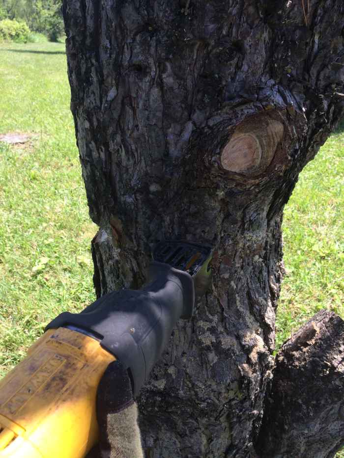 Cutting Down Trees Thoughtfully HubPages