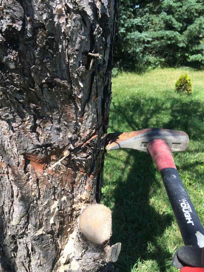 Cutting Down Trees Thoughtfully HubPages