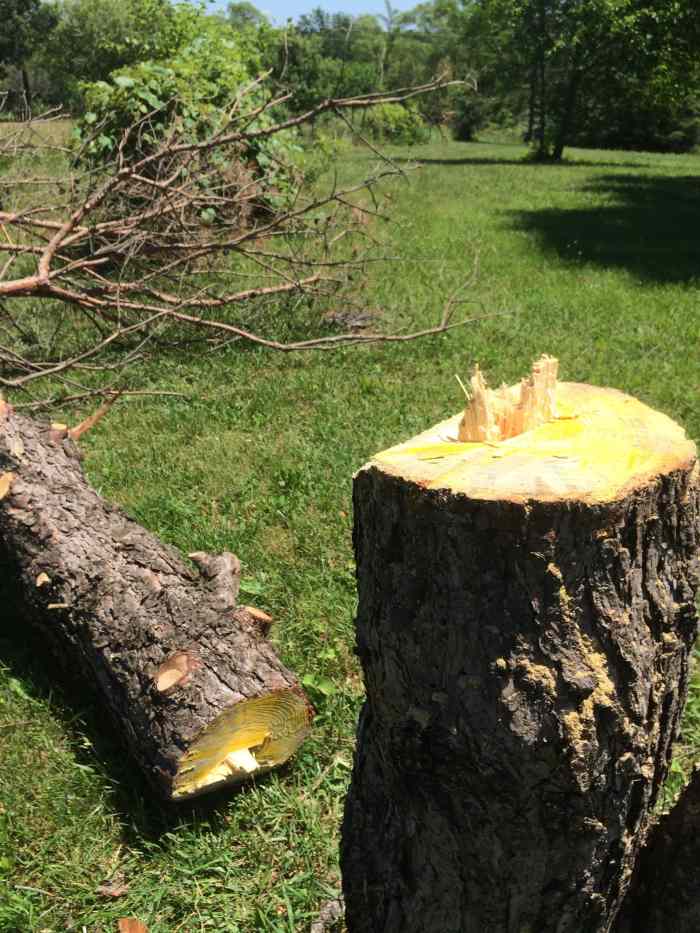 Cutting Down Trees Thoughtfully HubPages