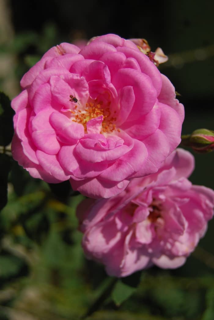 My mom's garden is blooming with flowers while I was there. Beautiful blooming roses, they smell heavenly!