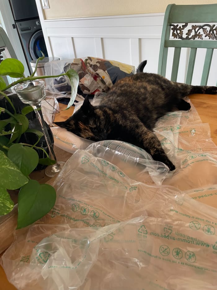 Minerva deserves the cat's share of the credit for helping me find "A Perfect Day for Bananafish." Still...if she'd sleep at night she wouldn't have to nap on packing material all afternoon.