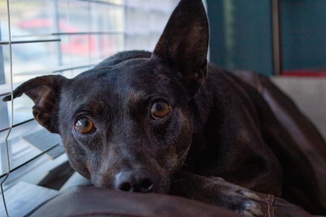 If you have multiple dogs or other pets, your dog may retreat to the couch when he wants to be left alone.