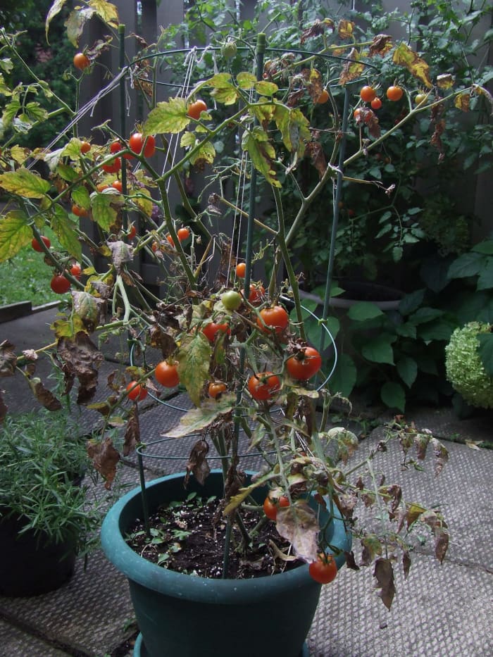 One tomato plant killed-off by blight and one tomato plant behind it, doing quite well.