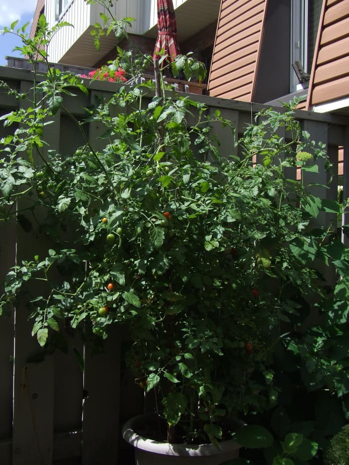 A tomato plant which is doing quite well even though it also has blight but taking care of it has saved it.