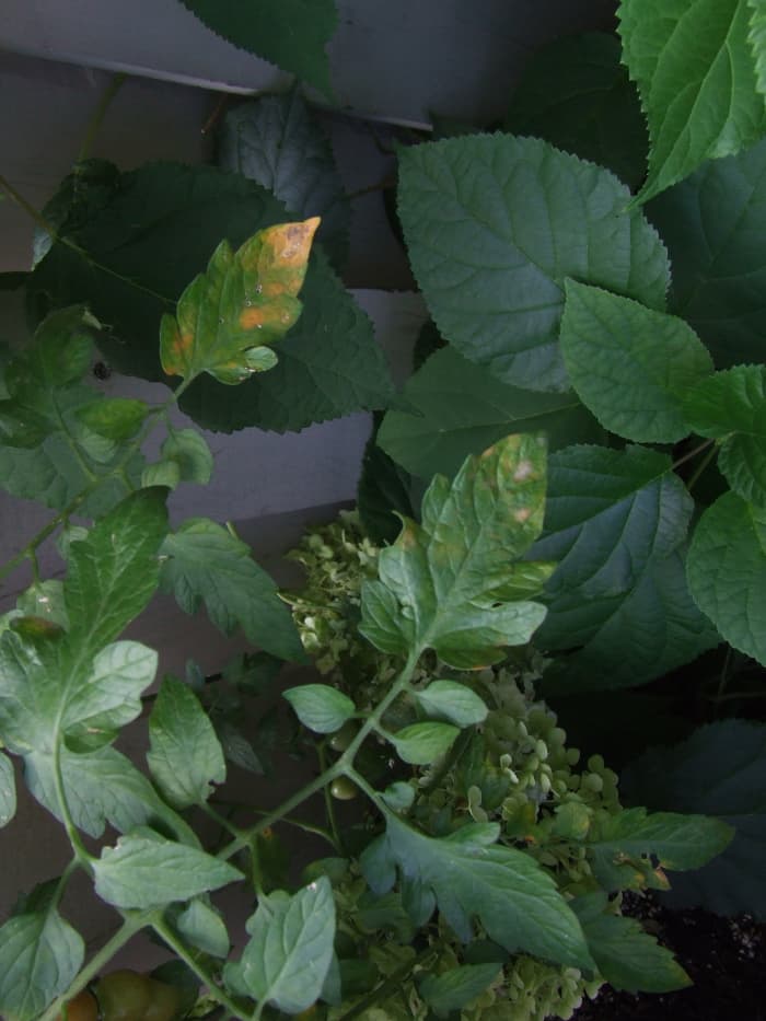 This is what can be seen on leaves as blight starts attacking the plant.Cutting-off these leaves will help in stopping the spread.