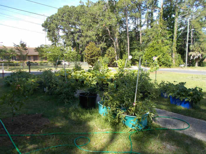 How to Grow Okra in Containers: A Step-by-Step Guide With Photos - HubPages