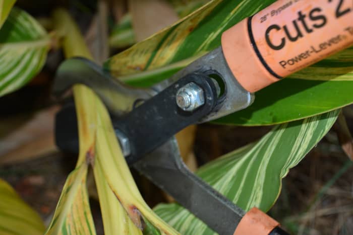 Sometimes the larger stems require loppers rather than small hand-held pruners.