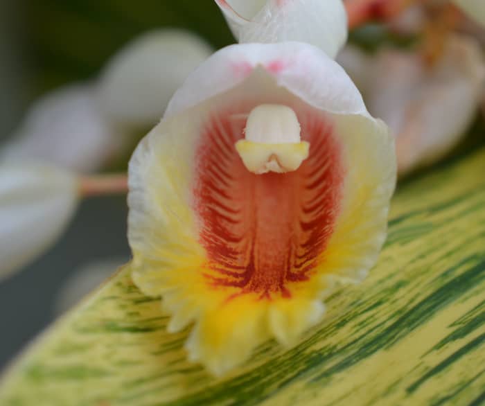 The tiny orchid-like flowers that also resemble seashells, hence the common name "shell ginger".