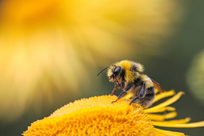 Can the Honeybee Survive Insecticides? Honeybees are needed to pollinate crops. Insecticides are killing entire colonies of honeybees.