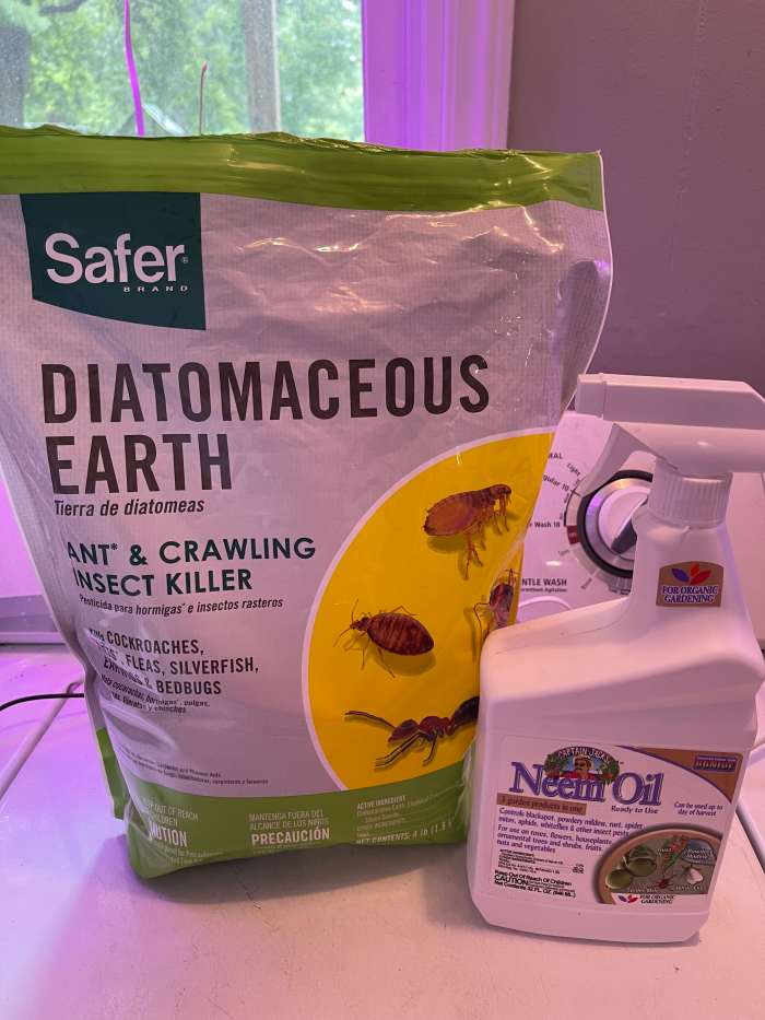 How to Protect Milkweed Plants From Aphids, Naturally Dengarden