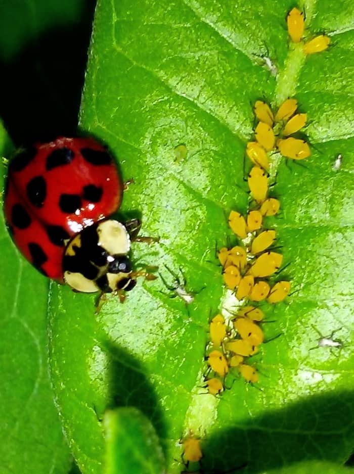 An Asian Ladybeetle, Harmonia axyridis feeding on oleander aphids, Aphis nerii.