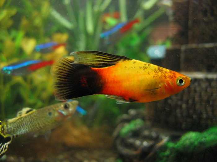 10 Best Tropical Fish for Beginners PetHelpful