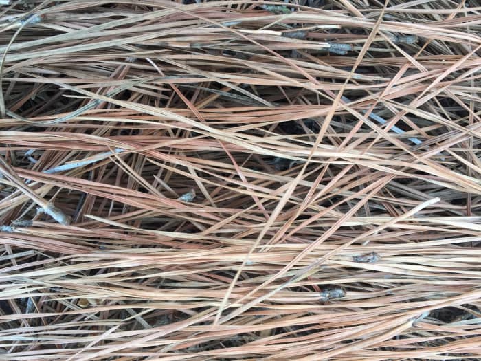 A thick layer of pine straw mulch will keep soil cooler and will keep weed seeds from germinating.