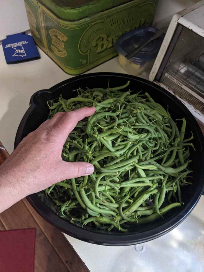 Green Beans Freezing Fresh without Blanching HubPages