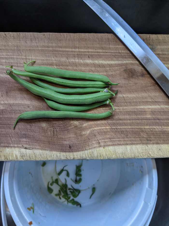 Green Beans Freezing Fresh without Blanching HubPages