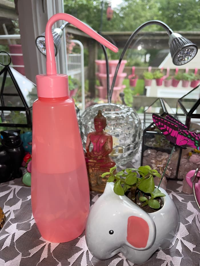 A Portulacaria afra in an elephant planter next to a succulent watering bottle. Use this type of bottle when watering succulents to protect their leaves.