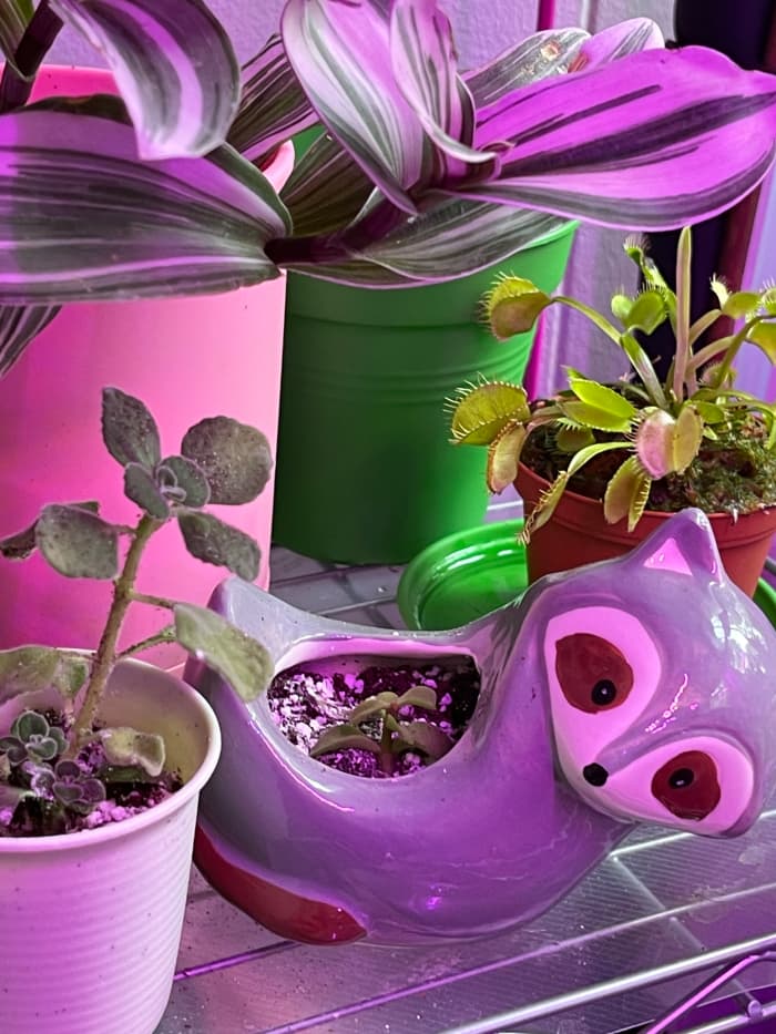 A recently propagated Portulacaria afra cutting. This baby elephant bush is chilling under a grow light with some of my other houseplants.