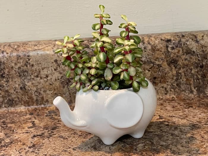Mid-stripe rainbow elephant bush, Portulacaria afra 'Medio-picta' in an elephant-shaped planter on my kitchen counter. This is probably my favorite of the three varieties.