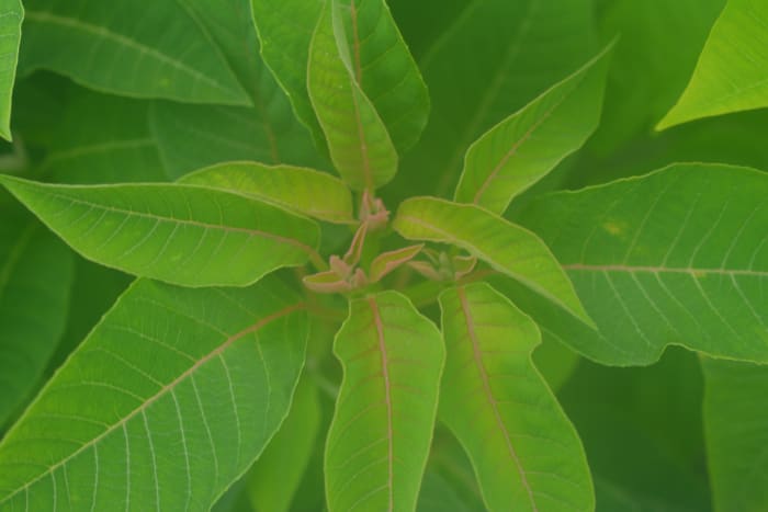 Notice the pink veins in these leaves. It's how I can tell what color the plant will be before the leaves change color.
