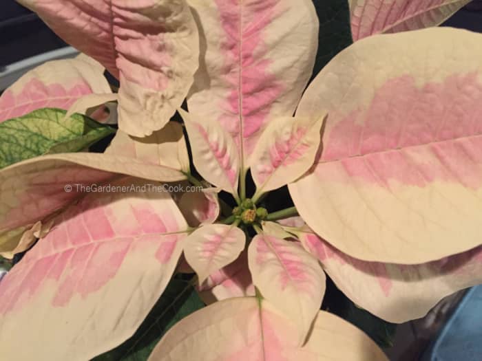 This one doesn't have the traditional red and green "Christmas colors", but it quickly became my favorite -- probably because of its delicate coloring.
