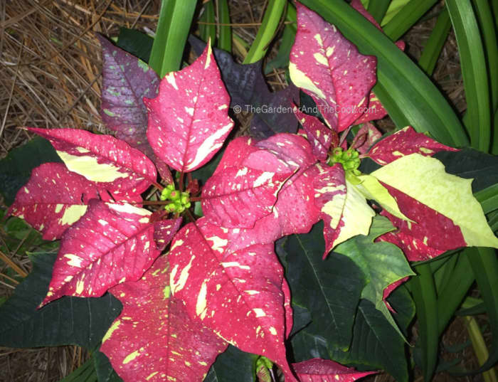 This is another hybrid developed a few years ago. The variety just keeps growing – pun intended.