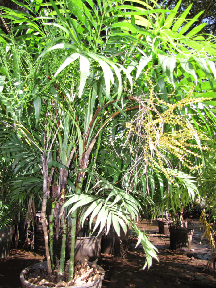 Chamaedorea elegans (Parlor palm, neanthe bella, good luck palm) Habit at Resort Management Group Nursery Kihei, Maui, Hawaii. February 09, 2011.