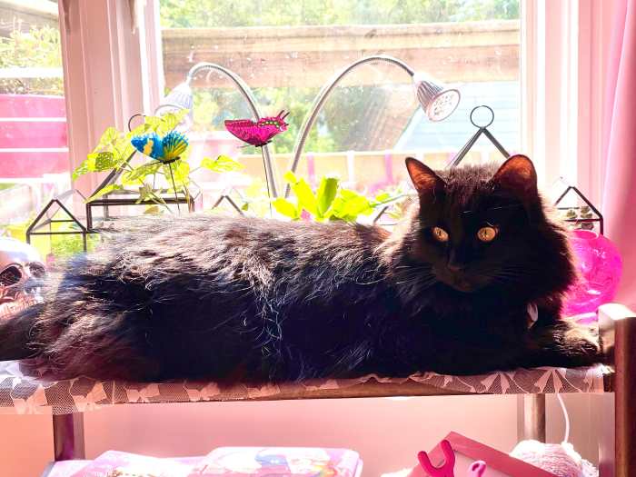 10 Pet-Friendly Houseplants That Are Safe for Cats and Dogs - Dengarden