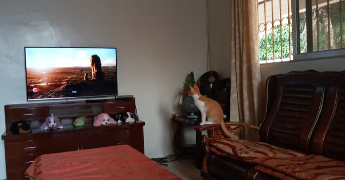 Catty loves to watch television especially about other animals,too. He loves to see things move and stays until the movie is over. I he is not satisfied,he would scratch the table and would follow me whenever I go. He won't stop until I won't pat him