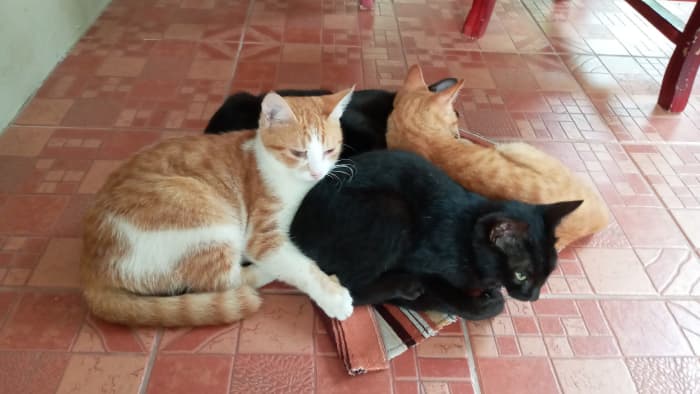 When my cats lay down in group like that, I am so pleased to see that they really love each other. They often stay at the balcon and wait for me. when I arrive from work, they meow and seem reporting to me that they haven't had their afternoon snacks