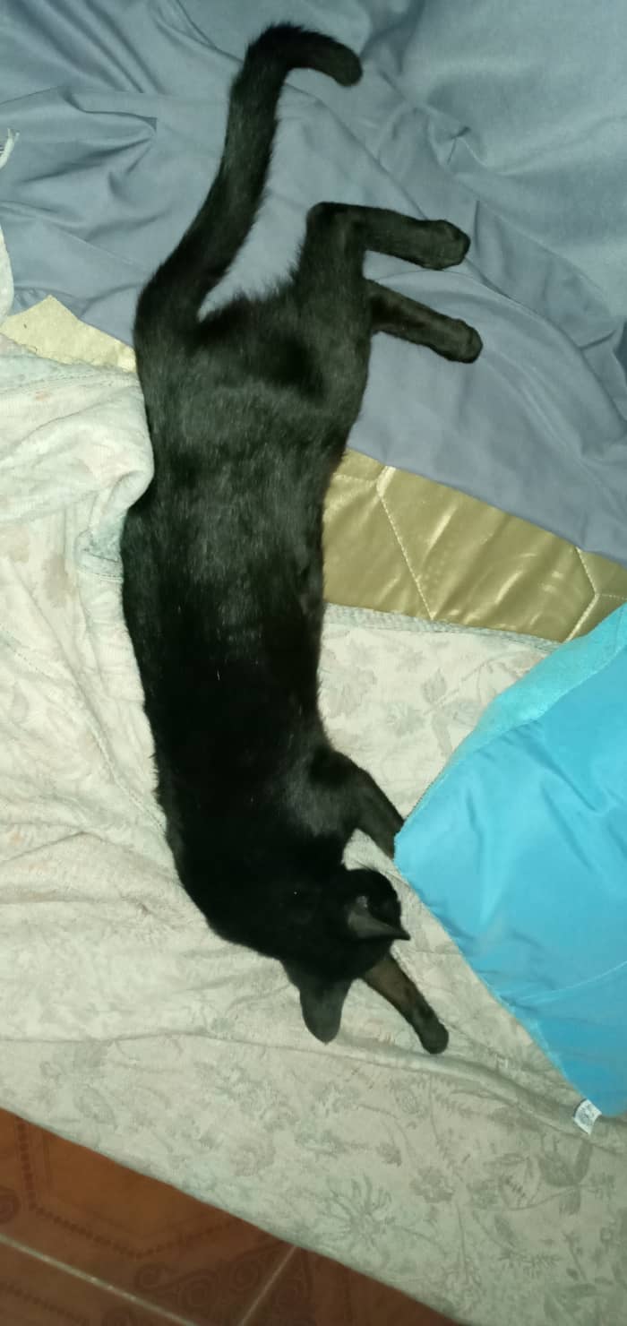 This one is Rira who loves to lay down on his bed with his blanket on the side. After his meal, he immediately crawl to his favorite place and sleep until his stomach grumple again. That is the only time he would get up and ask for his food...