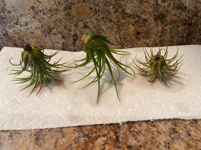 How to Properly Water Air Plants Dengarden