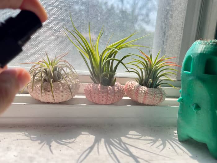 How to Properly Water Air Plants Dengarden