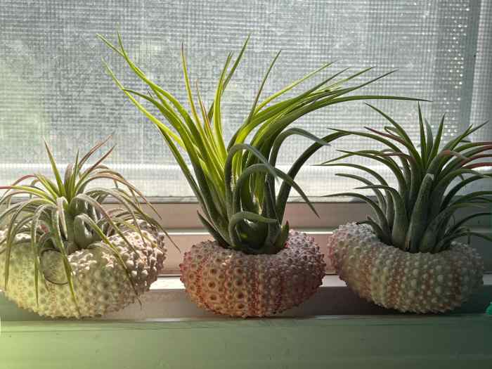 How to Properly Water Air Plants Dengarden