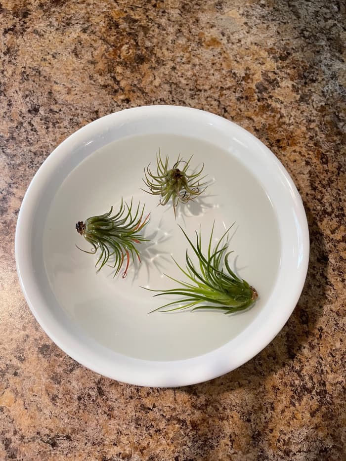 how-to-properly-water-air-plants-dengarden