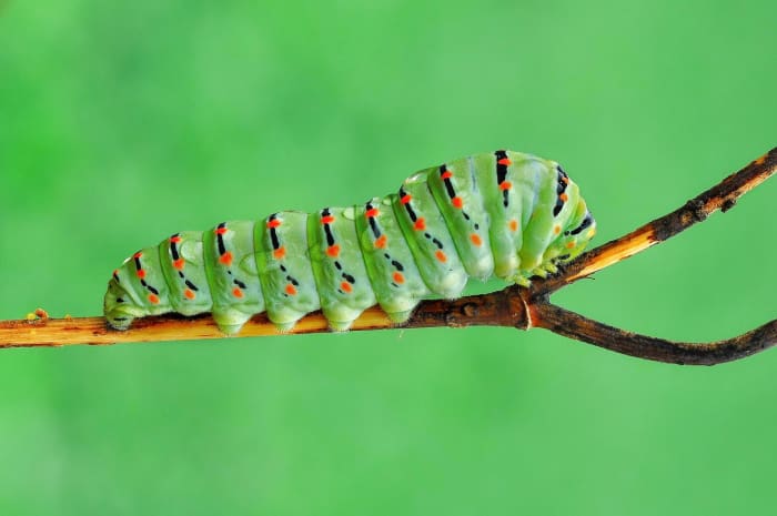 How to Raise a Caterpillar to a Butterfly or Moth - Owlcation