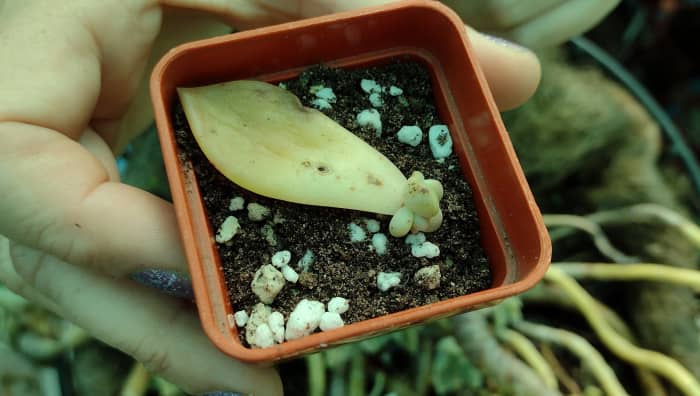 Keep the top of the soil lightly moist and you'll soon see a plantlet at the base of the mother leaf.