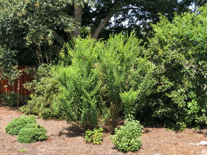 When I planted this goldenrod, it was only about 6 inches tall. Now it is as tall as the azaleas behind it, and it dwarfs the mums in front of it.