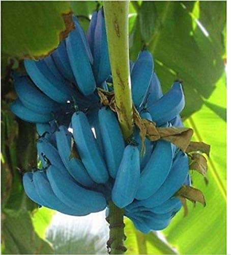The banana of the future might be blue in color, which could once again provide a field day for songwriters and folksingers.